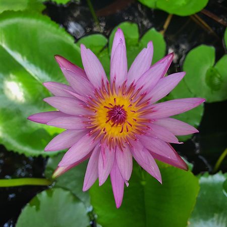Village Mango Resort Yala 蒂瑟默哈拉默 外观 照片