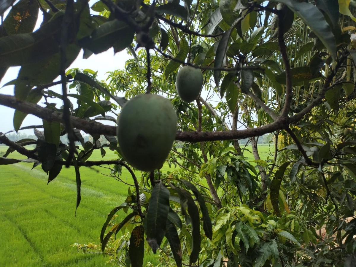 Village Mango Resort Yala 蒂瑟默哈拉默 外观 照片